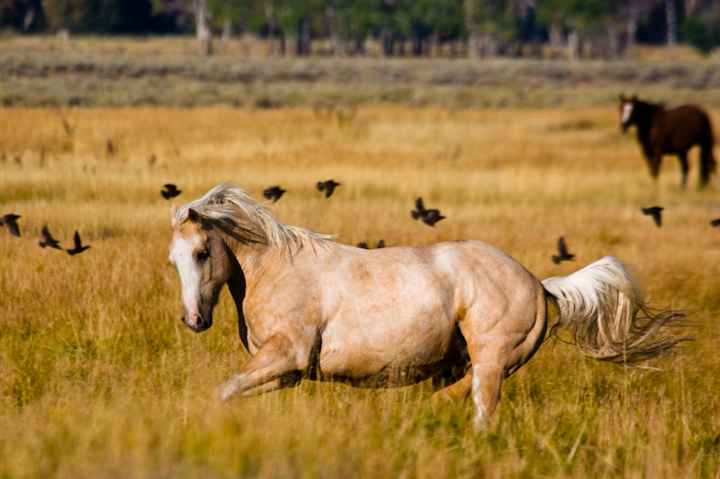 Wild Horse Running Through Grass